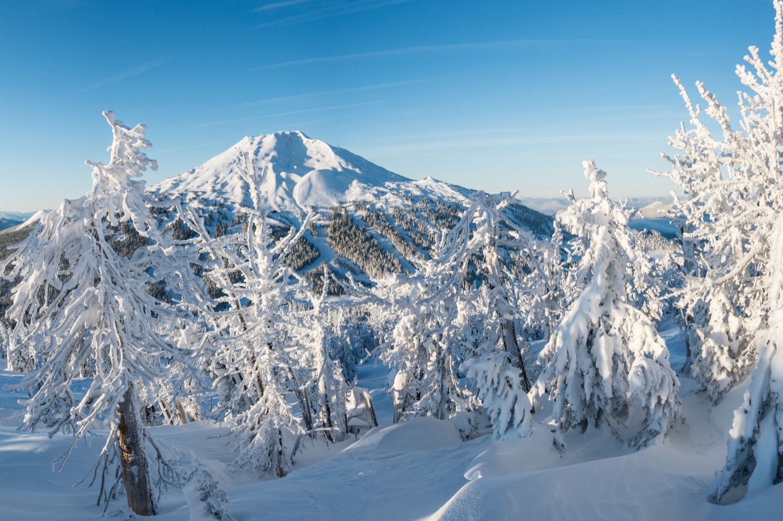 Snow-covered trees in Central Oregon